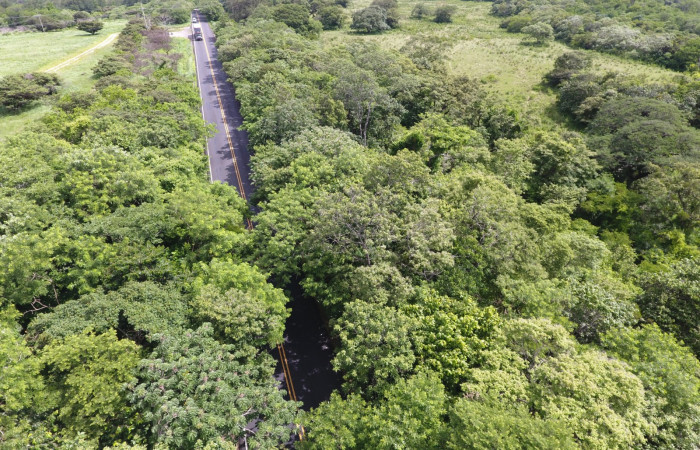 Fotografías: Sergio Cascante, Programa de Manejo de Fuego
https://www.acguanacaste.ac.cr/noticias/noticias-acg/4242-tunel-verde-y-vivo-de-la-biodiversidad-carretera-de-interamericana-norte-la-cruz-guanacaste