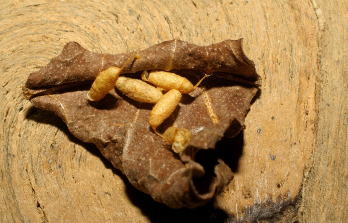 Fig 12. Capullos de parasito Distatrix Grinter01, subfamilia Microgastrinae, părăsito en larva <i>Hyalostenele</i> lutescensDHJ02. Voucher 05-SRNP-33043-DHJ415465.jpg