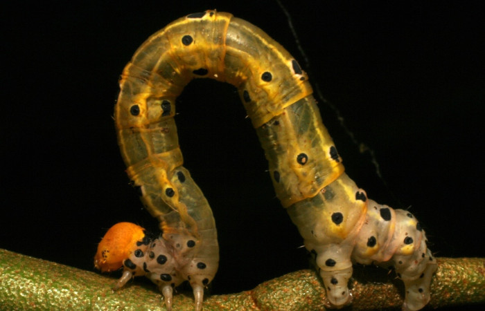 Fig 6. Larva <i>Hyalostenele</i> lutescensDHJ02, en ultimo estadio, mide 36 mm de largo Voucher 05-SRNP-33044-DHJ405269.jpg