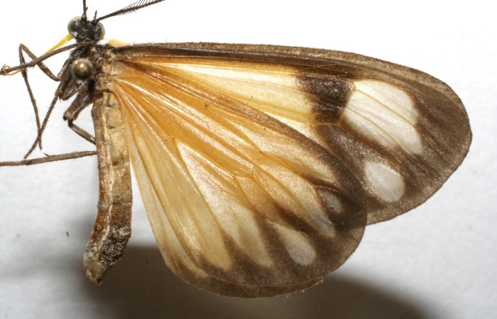 Fig 10. Adulto <i>Hyalostenele</i> lutescensDHJ02. vista lateral.  Voucher 06-SRNP-101445-DHJ601445.jpg