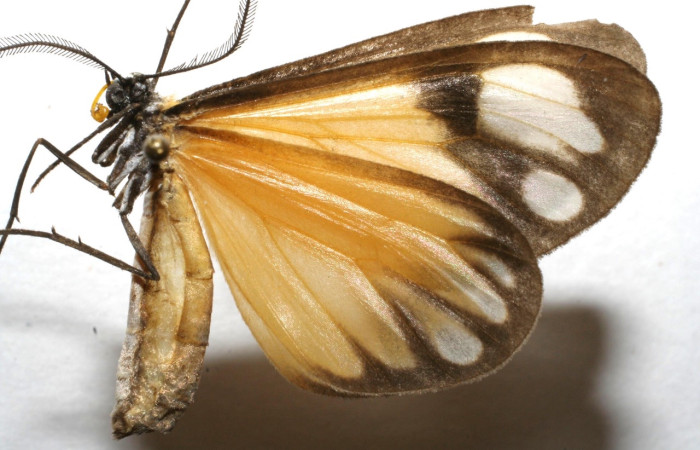 Fig 11. Adulto <i>Hyalostenele</i> lutescensDHJ02. vista lateral.  Voucher 06-SRNP-101457-DHJ601457.jpg