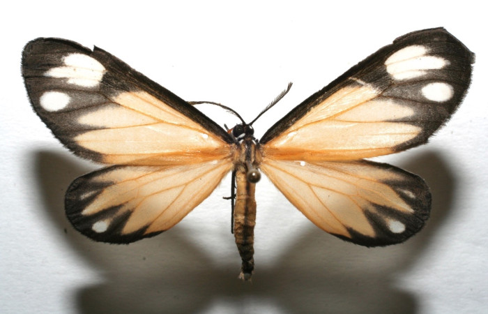 Fig 14. Adulto <i>Hyalostenele lutescens</i>, vista dorsal, en alas abiertas mide 43 mm  Voucher 06-SRNP-103315-DHJ603315.jpg