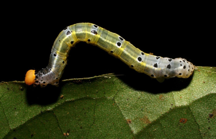 Fig 5. Larva <i>Hyalostenele</i> lutescensDHJ02, en ultimo estadio, mide 36 mm de largo  Voucher 06-SRNP-41996-DHJ416894.jpg