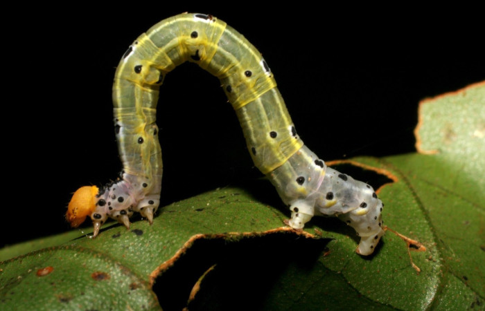 Fig 4. Larva <i>Hyalostenele</i> lutescensDHJ02, en ultimo estadio, mide 30 mm de largo.  Voucher 06-SRNP-41996-DHJ416895.jpg