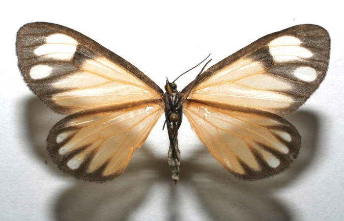 Fig 9. Adulto <i>Hyalostenele</i> lutescensDHJ02. vista dorsal, en alas abiertas mide 50 mm.  Voucher 07-SRNP-100119-DHJ610083.jpg