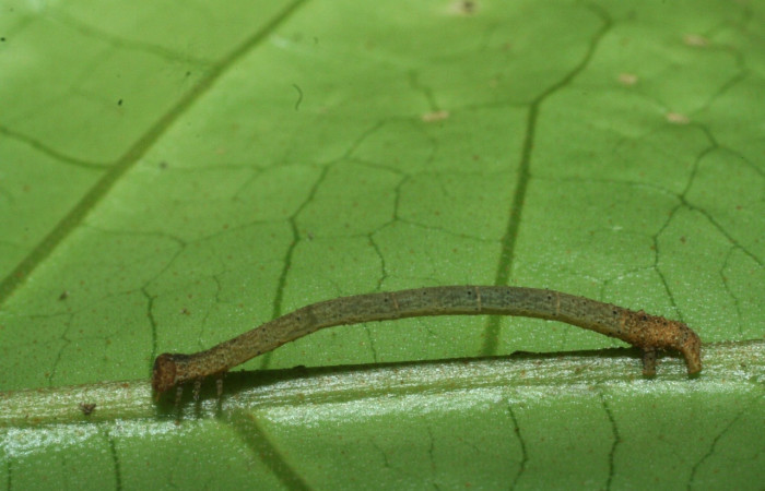 Fig 1. Larva <i>Hyalostenele</i> lutescensDHJ02, en penúltimo estadio, mide 16 mm.  Voucher 09-SRNP-70942-DHJ457577.jpg