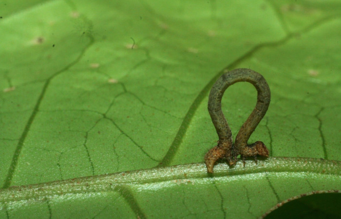 Fig 2. Larva <i>Hyalostenele</i> lutescensDHJ02, en penúltimo estadio, mide 16 mm.  Voucher 09-SRNP-70942-DHJ457579.jpg
