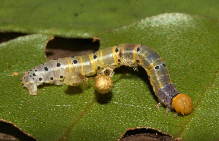 Fig 13. Larva <i>Hyalostenele lutescens</i>, en penúltimo estadio, con 21 mm de largo imagen Estación Pitilla.  Voucher 19-SRNP-30238-DHJ749276.jpg
