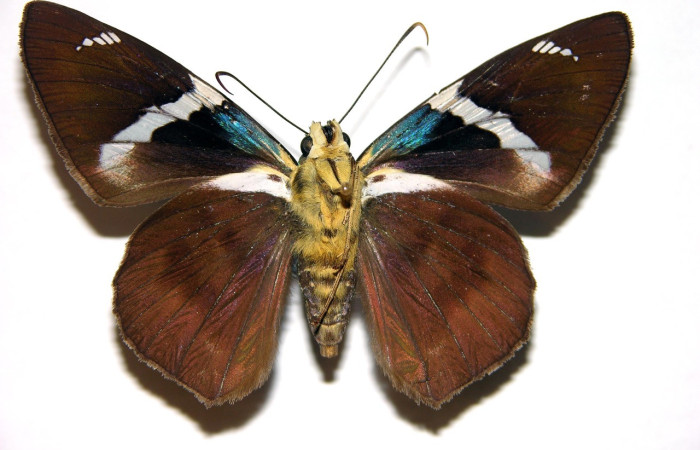 Figura 23. Adulto, de <i>Telegonus fruticibus</i> (Hesperiidae).vista ventral Voucher 01-SRNP-2604-DHJ92721.