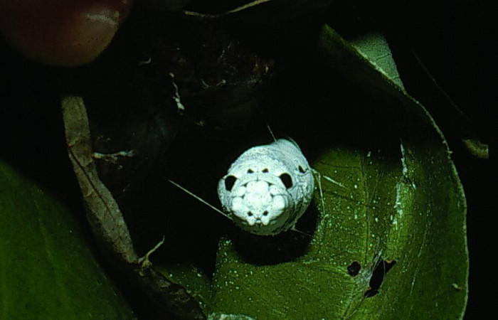 Figura 20. Pupa, de la larva, <i>Telegonus fruticibus</i> (Hesperiidae).vista de frontal sostenida por seda. Voucher 03-SRNP-14687-DHJ76421.