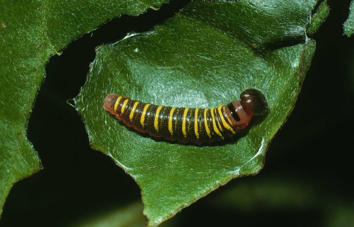 Figura 1. de, <i>Telegonus fruticibus</i> (Hesperiidae).II estadio Vista dorsal. Voucher. 03-SRNP-22238-DHJ77646.