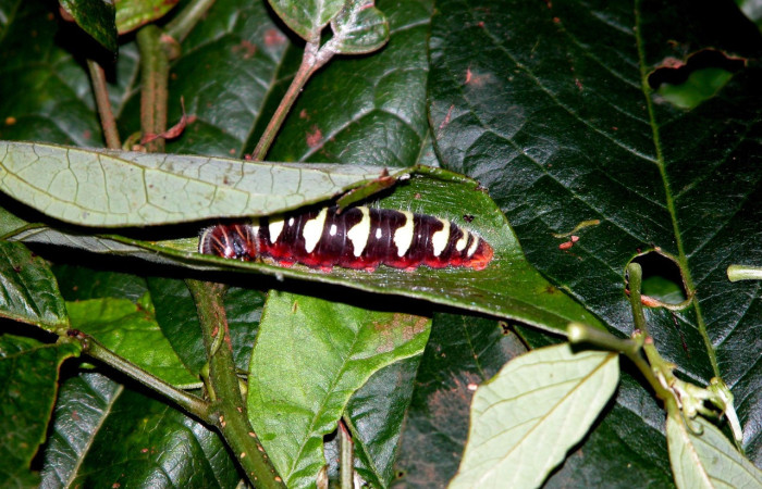 Figura 6. de, <i>Telegonus fruticibus</i> (Hesperiidae).PU estadio. Vista dorsal. Voucher. 03- SRNP-30304-DHJ401360.