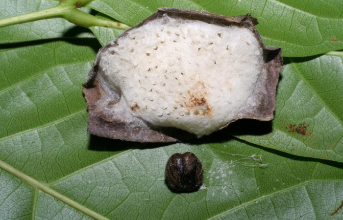 Figura 15. Pequeños capullos de Apanteles muy apretados bajo una tela común; La tela tenía una dimensión de 31 mm de largo. Parásito en larva <i>Telegonus fruticibus</i> (Hesperiidae).vista restos de la cabeza. Voucher. 04-SRNP-48690-DHJ401909.