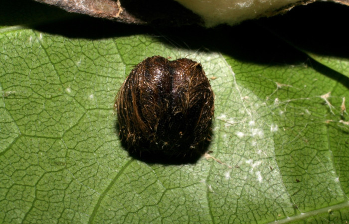 Figura 14. Parásitos en la larva, <i>Telegonus fruticibus</i> (Hesperiidae).Capullo de la familia Braconidae, parásito en larva Vista.restos de la cabeza, Voucher.04-SRNP-48690-DHJ401910.