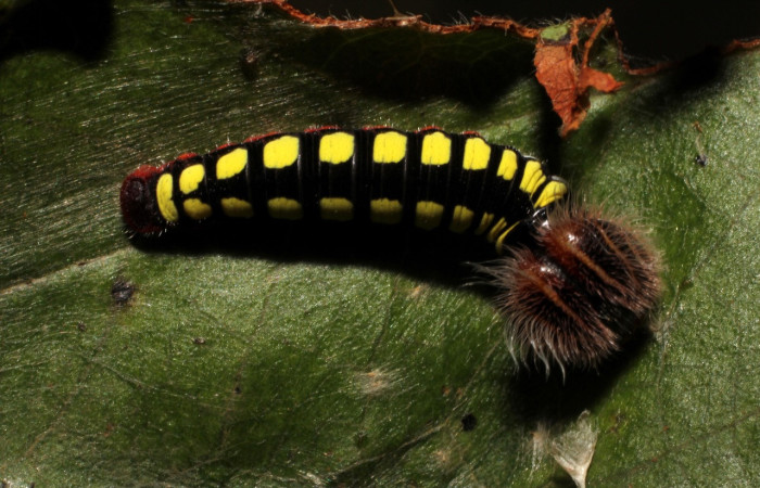 Figura 5. de, <i>Telegonus fruticibus</i> (Hesperiidae).PPU Vista dorsal. Voucher. 12- SRNP-35292-DHJ498800.