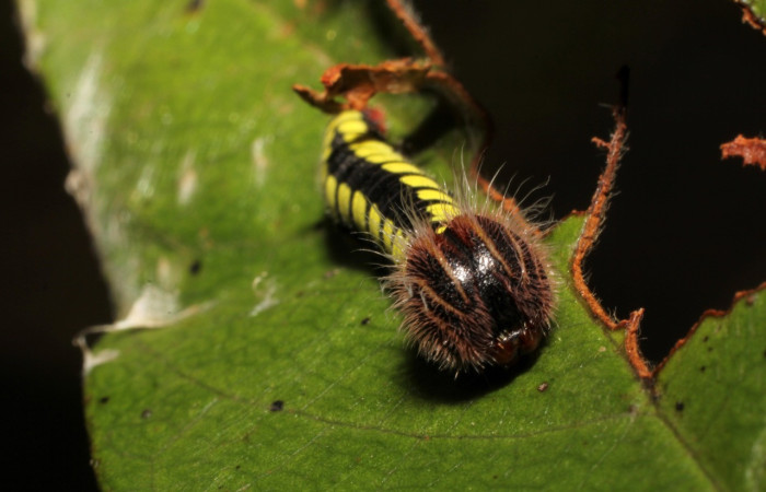 Figura 4. de, <i>Telegonus fruticibus</i> (Hesperiidae).PPU Vista frontal. Voucher. 12- SRNP-35292-DHJ498801.