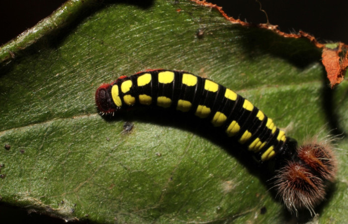 Figura 3. de, <i>Telegonus fruticibus</i> (Hesperiidae).PPU Vista dorsal. Voucher. 12- SRNP-35292-DHJ498804.