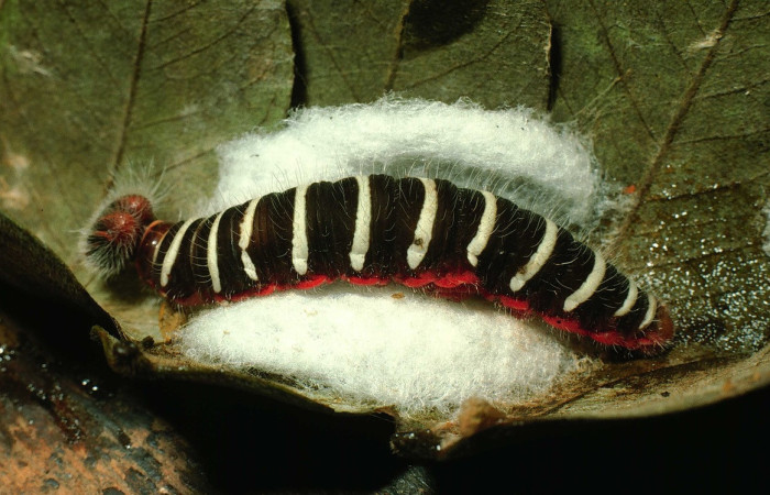 Figura 12.Capullos de parásitos de la familia Braconidae, debajo de restos de larva <i>Telegonus fruticibus</i> (Hesperiidae). Vista lateral. Voucher. 95-SRNP-7748-DHJ25105.