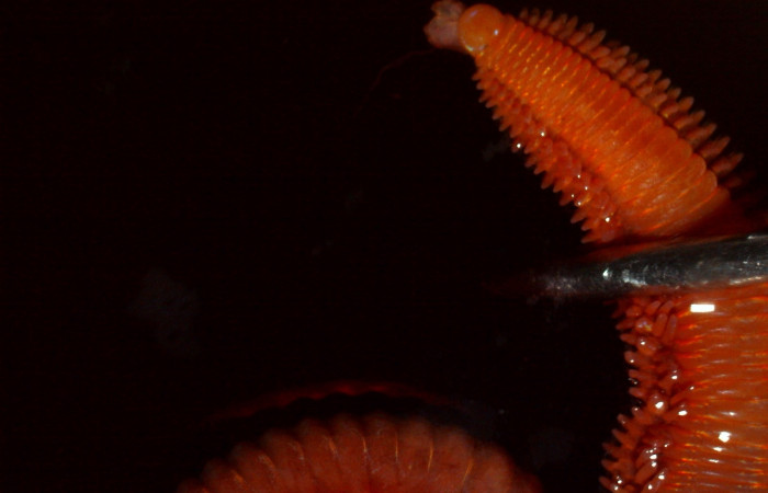 Figura 1. Especie de poliqueto <i>Oenone fulgida</i>. Fotografía por Gilbert Ampié. Espécimen 18-BMACGANE-00607