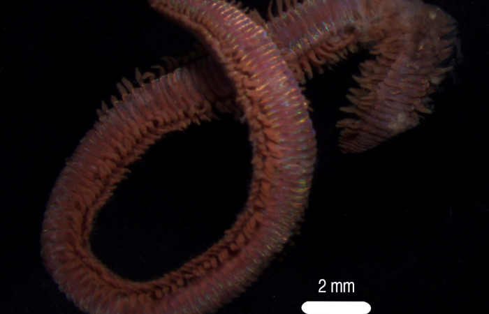 Figura 4. <i>Oenone fulgida</i> con escala. Fotografía por Gilbert Ampié. Espécimen 22-BMACGANE-00829