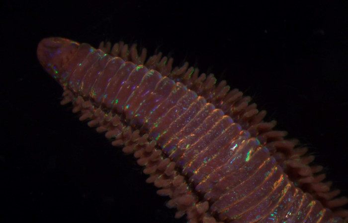 Figura 2. Parte anterior de <i>Oenone fulgida</i>. Fotografía por Gilbert Ampié. Espécimen 22-BMACGANE-00829