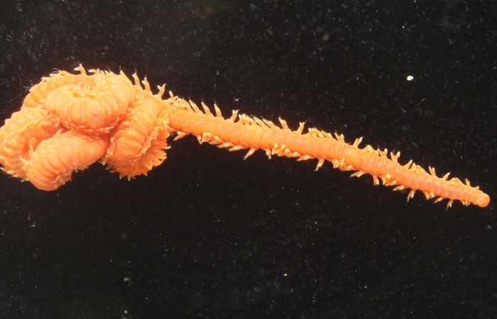 <i>Oenone fulgida[/I]. Fotografía por Gilbert Ampié. 18-bmacgane-00566.jpg