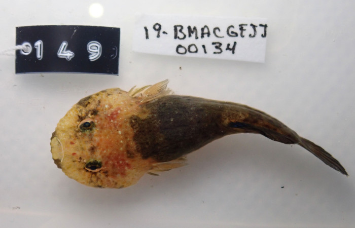 Fig.1.  Pez <i>Gobiesox Daedalus</i> Genero Gobiesox, Familia Gobiesocidae.  19-BMACGFJJ-00134-ACG7220244.JPG