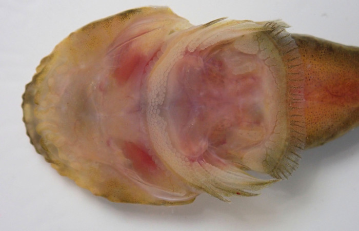 Fig.3.19-BMACGFJJ-00134-ACG7220265 <i>Gobiesox daedaleus</i>