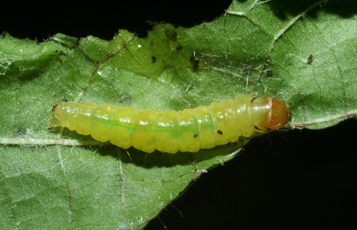 Figura 9. Prepupa de <i>Amorbia revolutana</i>, Tortricidae, vista dorsal,  (09-SRNP-2063-DHJ454008).