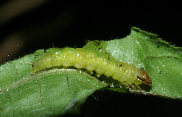 Figura 10. Prepupa de <i>Amorbia revolutana</i>, Tortricidae, vista dorsal,  (09-SRNP-2063-DHJ454009).