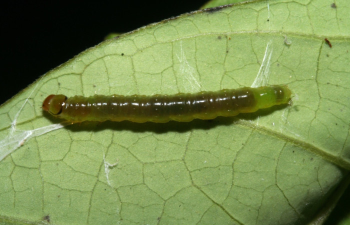 Figura 5. Larva <i>Amorbia revolutana</i>, Tortricidae, vista dorsal. (10-SRNP-41928-DHJ472984).