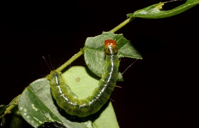 Figura 7. Larva <i>Amorbia revolutana</i>, Tortricidae, vista dorsal. (11-SRNP-31485-DHJ482498).