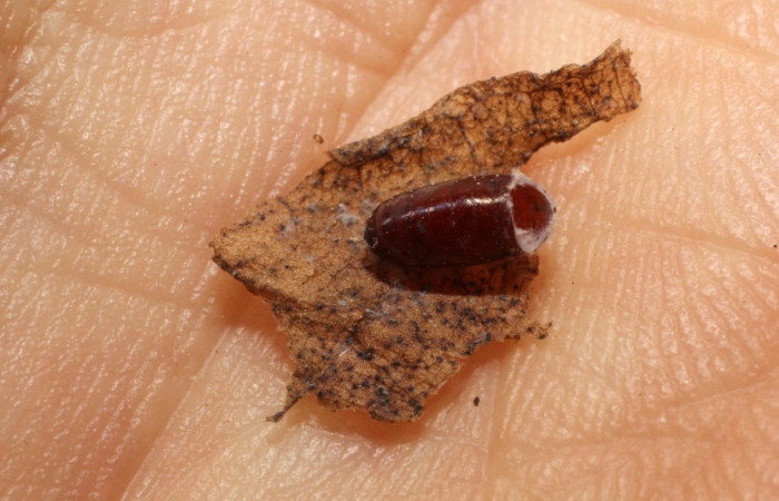 Figura 11. Detalle de pupario de la familia Tachinidae, <i>Lixophaga</i> Wood02, parásito que ataca a la larva de <i>Amorbia revolutana</i>. Voucher: 11-SRNP-70088-DHJ802264).