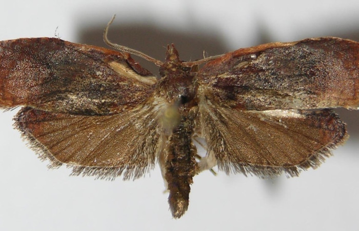 Figura 1. Adulto de <i>Amorbia revolutana</i> (macho), vista dorsal. (13-SRNP-3598-DHJ573368).