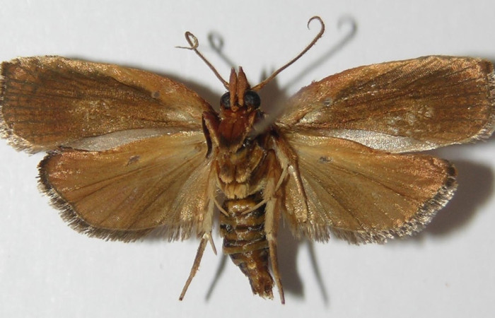 Figura 2. Adulto de <i>Amorbia revolutana</i> (macho), vista ventral. (13-SRNP-76694-DHJ573351).