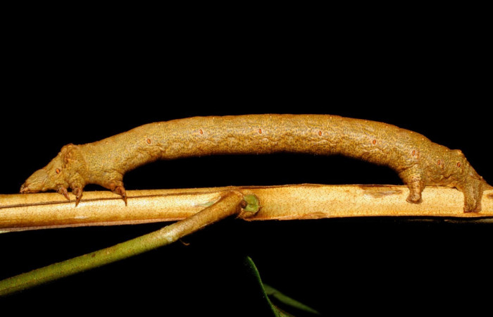  Larva en posición lateral de <i>Oxydia apidania</i> (Geometridae), U estadio. Sector Rincon Rain Forest, Laureles. Voucher 08-SRNP-40425-DHJ435953.jpg.