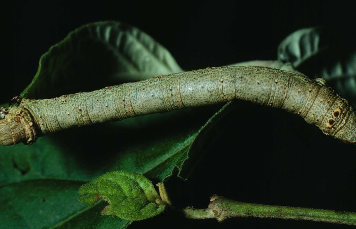  Larva en posición dorsal de <i>Oxydia apidania Clarata</i> (Geometridae), U estadio. Sector Santa Rosa, Bosque Húmedo. Voucher 82-SRNP-270-DHJ3980.jpg.