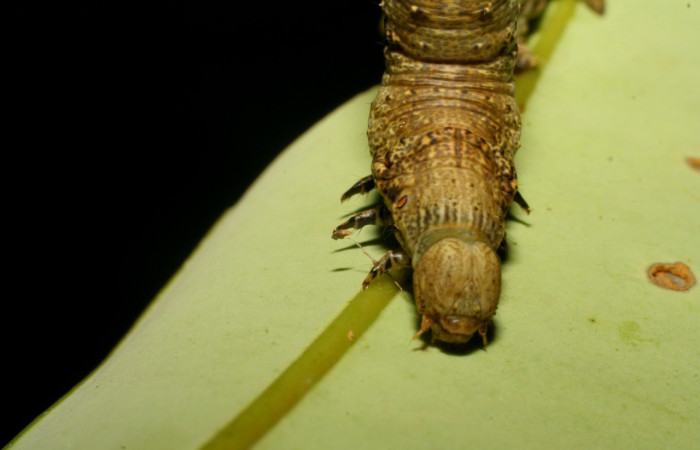  Cabeza en posición frontal de <i>Oxydia apidania</i>(Geometridae), U estadio. Sector Pitilla, Pasmompa. Voucher 07-SRNP-32560-DHJ421629.jpg.