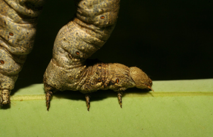  Cabeza en posición lateral de <i>Oxydia apidania</i>(Geometridae), U estadio. Sector Pitilla, Pasmompa. Voucher 07-SRNP-32560-DHJ421628.jpg.