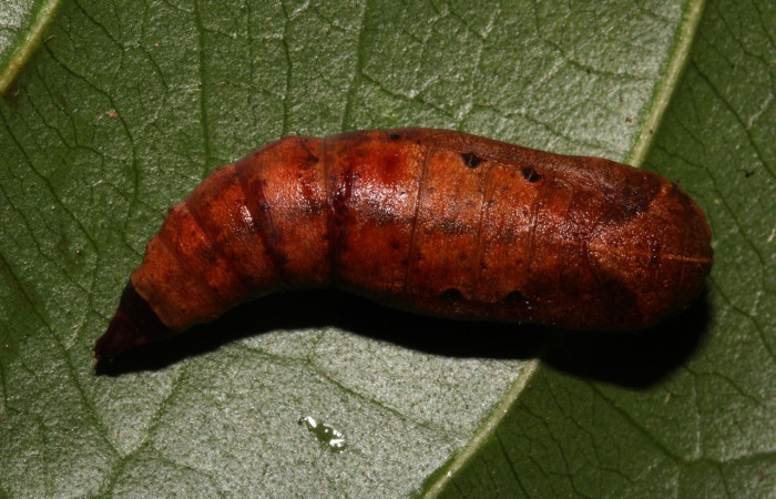  Pupa en posición dorsal de <i>Oxydia apidania</i>(Geometridae). Sector Pitilla, Estación Pitilla. Voucher 21-SRNP-31187-DHJ787512.jpg.