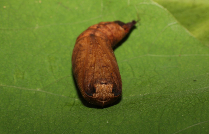  Pupa en posición frontal de <i>Oxydia apidania</i>(Geometridae). Sector Del Oro, Sendero Puertas. Voucher 19-SRNP-20637-DHJ757335.jpg.