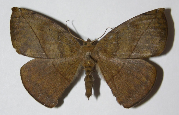  Adulto en posición dorsal de <i>Oxydia apidania</i> (Geometridae). Sector San Cristobóbal, Melina Bufalo. Voucher.00-SRNP-12279-DHJ324788.