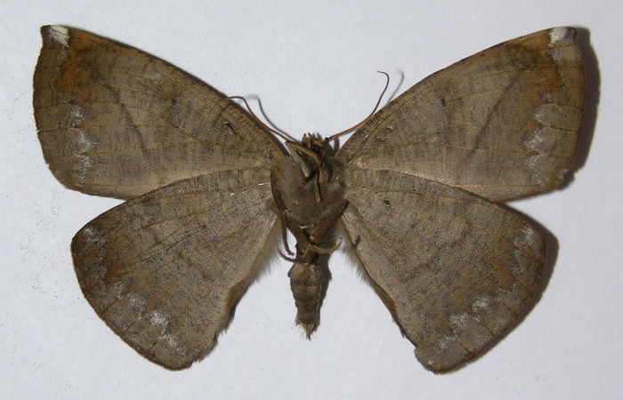  Adulto en posición ventral de <i>Oxydia apidania</i> (Geometridae). Sector San Cristobóbal, Melina Bufalo. Voucher.00-SRNP-12279-DHJ324789.