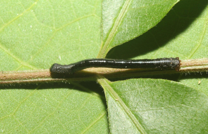  Larva en posición dorsal de <i>Oxydia apidania</i> (Geometridae), PPU estadio. Sector Pitilla, Sendero Manguera. Voucher 17-SRNP-71497-DHJ738123.jpg.