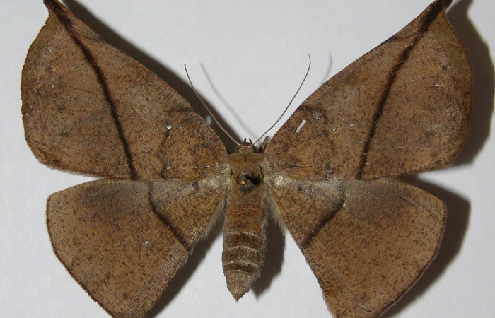  Adulto en posición dorsal de <i>Oxydia apidania</i> (Geometridae). Sector Del Oro, Rió Chon. Voucher.03-SRNP-17376-DHJ324786.