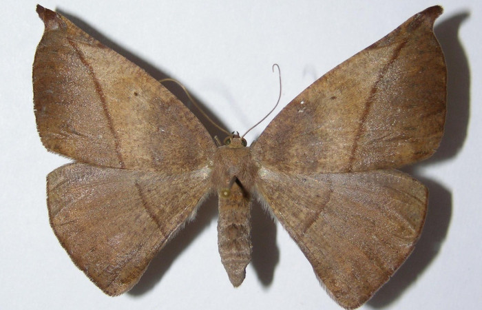  Adulto en posición dorsal de <i>Oxydia apidania clarata</i> (Geometridae). Sector Santa Rosa, Bosque Húmedo. Voucher.95-SRNP-11185-DHJ325632.