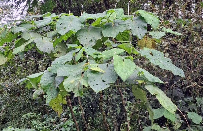  <i>Piper auritum</i> (Piperaceae), planta hospedera de <i>Oxydia apidania</i> (Geometridae). Sector San Cristóbal, Sendero Huerta. Foto, Elda Araya, 6 Febrero 2025.
