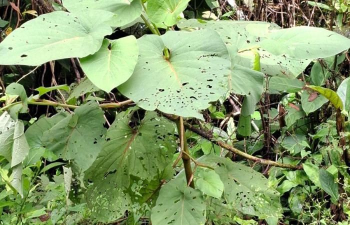  <i>Piper auritum</i> (Piperaceae), planta hospedera de <i>Oxydia apidania</i> (Geometridae). Sector San Cristóbal, Sendero Huerta. Foto, Elda Araya, 6 Febrero 2025.

