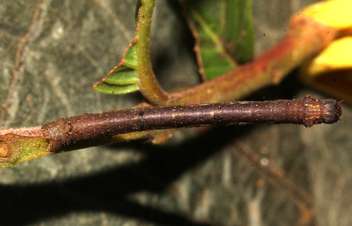  Larva en posición dorsal de <i>Oxydia apidania</i> (Geometridae), PPU estadio. Sector Pitilla, Estación Pitilla. Voucher 21-SRNP-31187-DHJ787320.jpg.