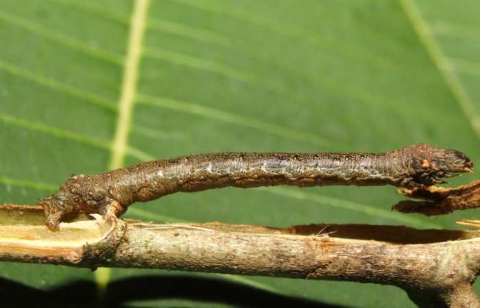  Larva en posición lateral de <i>Oxydia apidania</i> (Geometridae), PU estadio. Sector Pitilla, Manguera. Voucher 17-SRNP-71249-DHJ737742.jpg.